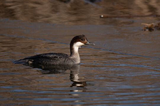 A high-quality side view of a female Smew (Mergellus albellus) swimming in calm water near reed beds. The bird features its characteristic chestnut-brown crown and white cheeks. The background shows d