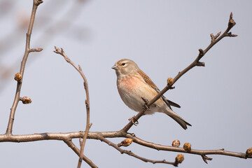 Male Common Linnet (Linaria cannabina) perched on a budding fruit tree branch in early spring.