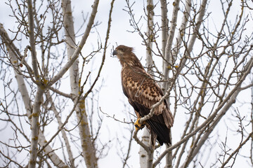 White-tailed eagle perched on a branch