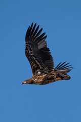 Obraz premium white-tailed eagle in flight
