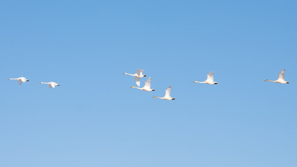 Fototapeta premium A flock of whooper swans in flight against a blue sky