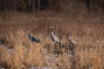 Obraz premium Cranes in the marshes