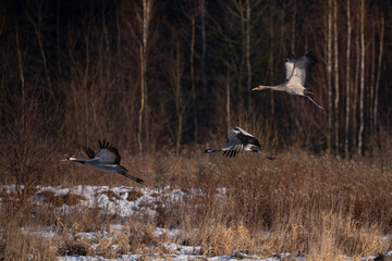 Obraz premium Cranes in flight over the marshes in winter