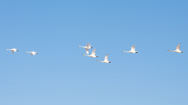 A flock of whooper swans in flight against a blue sky