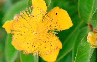 View of a yellow creeping St. John's wort flower in the process of pollination