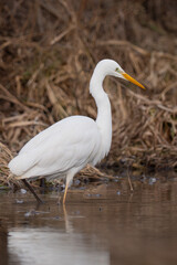 A great egret standing in the water of a pond