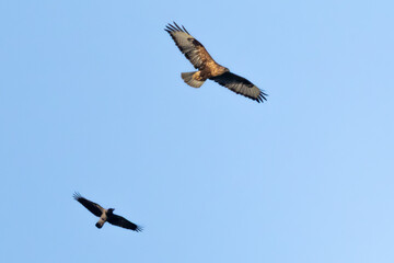 Fototapeta premium Long-legged Buzzard (Buteo rufinus) harassed by Hooded Crow (Corvus cornix) in flight
