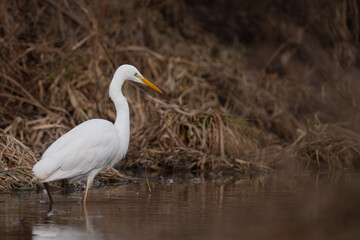 A great egret standing in the water of a pond