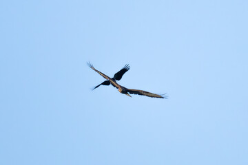 Obraz premium Long-legged Buzzard (Buteo rufinus) harassed by Hooded Crow (Corvus cornix) in flight
