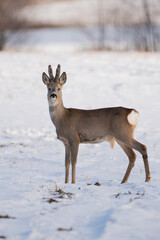 Roebuck in a snow-covered field in front of the forest