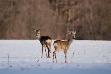 Roe deer in a snow-covered field in front of the forest © Robert