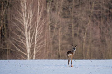 A roe deer in a snow-covered clearing in front of the forest © Robert