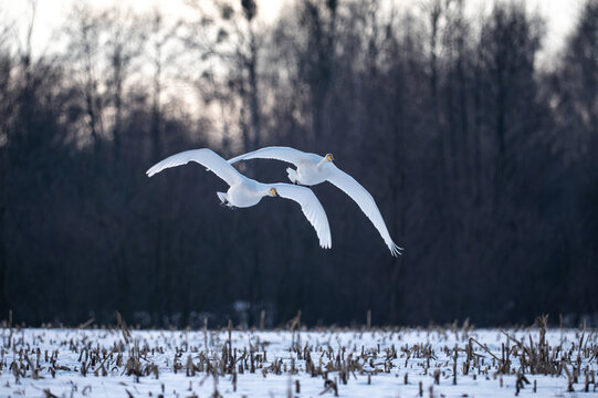 Two swans in flight in winter, Whooper Swan &middot; Cygnus cygnus 
