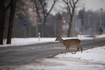 Deer entering the road, dangerous situation. © Robert