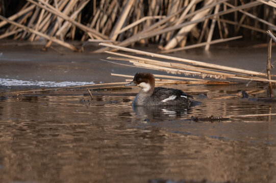 A high-quality side view of a female Smew (Mergellus albellus) swimming in calm water near reed beds. The bird features its characteristic chestnut-brown crown and white cheeks. The background shows d