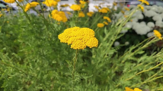Bright yellow golden yarrow (Achillea filipendulina) swaying in the breeze