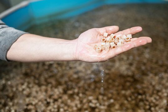 Hand holding sterlet feed over water