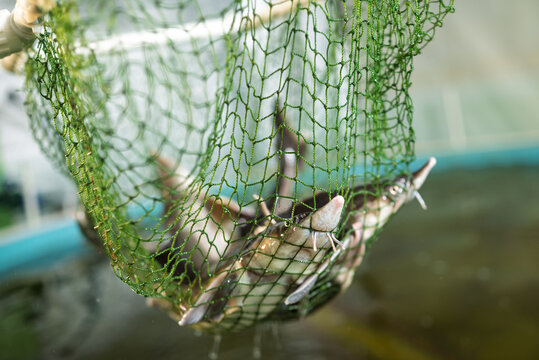 Indoor sterlet mini-farm with fishes in net