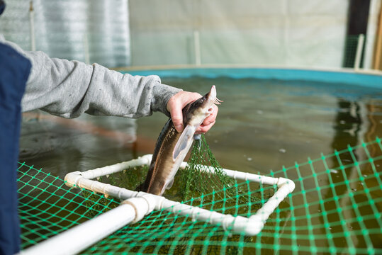 Indoor sterlet fish farming and feeding process