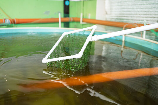 Indoor aquaculture setup with Sterlet focus