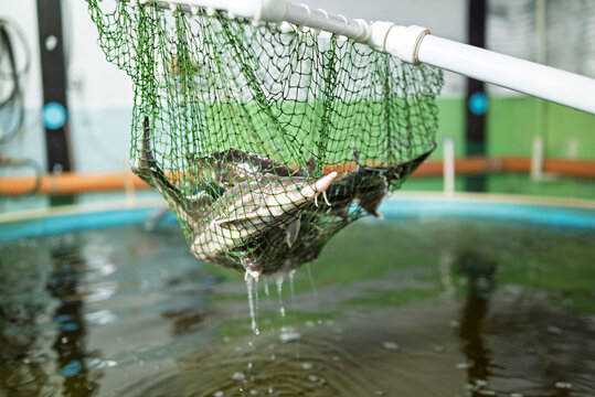 Indoor sterlet mini-farm with fishes in net