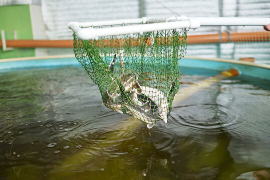 Indoor sterlet mini-farm with fishes in net