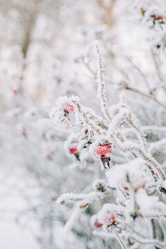 Frosty winter berries encased in ice