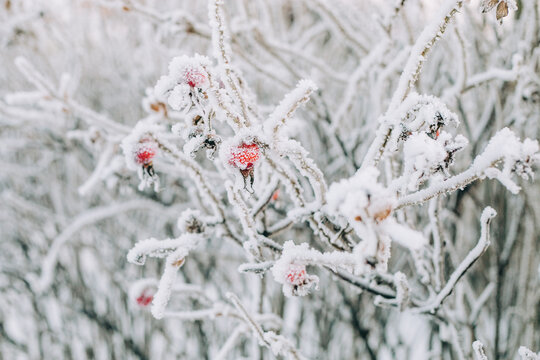 Frosty branches with rose hips in winter