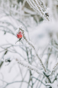 Frost-covered branches and single red berry in winter