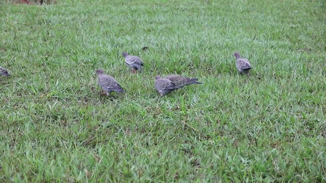 A group of wild pigeons, Picazuro patagioenas, the largest species of wild pigeon in South America.