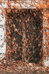 Abandoned window overgrown with dry autumn ivy and berries, rustic decay
