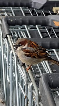 Two small sparrows sitting on shopping carts near store entrance creating urban wildlife scene with birds adapting to everyday city environment