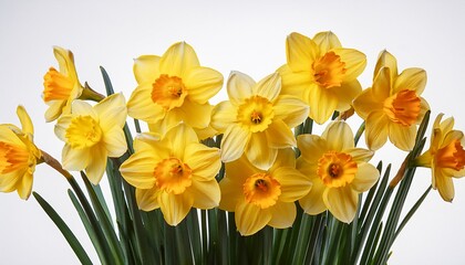 Obraz premium Daffodils Or Narcissus Isolated On Transparent Background Spring Yellow Flowers