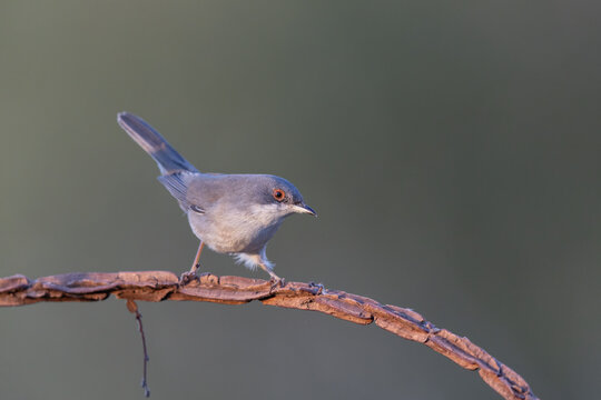 Small Mediterranean songbird, female Sardinian Warbler (Curruca melanocephala), in the wild.