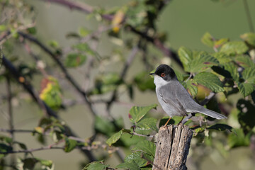 Male Sardinian Warbler (Curruca melanocephala) in its natural Mediterranean shrub habitat.