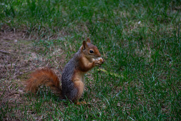 Fototapeta premium squirrel on the grass