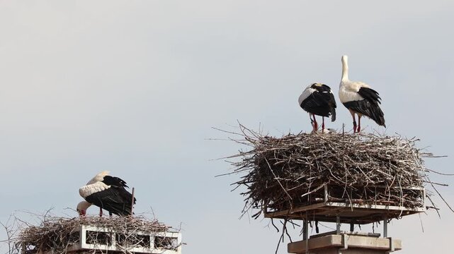 White Stork, Ciconia ciconia with small babies on the nest in Oettingen, Swabia, Bavaria, Germany in Europe. Ciconia ciconia is a bird in the stork family Ciconiidae.Its plumage is mainly white