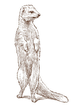 One meerkat standing, looking, rodent, wild animal, realistic sketch, hand drawn vector illustration isolated on white