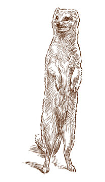 One meerkat standing, looking, rodent, wild animal, realistic sketch, hand drawn vector illustration isolated on white