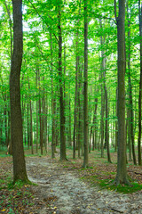 Obraz premium Forest trees. Nature green wood sunlight backgrounds