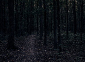 dark path through a mysterious forest at night