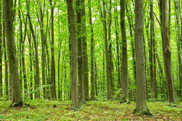 Forest trees. Nature green wood sunlight backgrounds © photolink