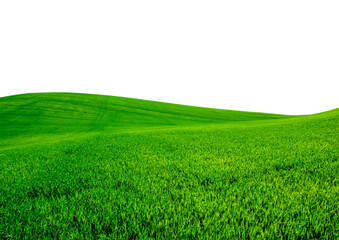Obraz premium green grass field isolated on white background