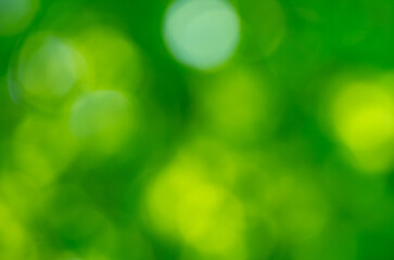 Fototapeta premium Green bokeh background from nature forest out of focus