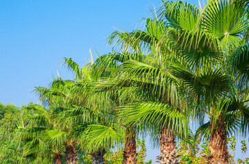 Obraz premium Palm trees, beautiful tropical background