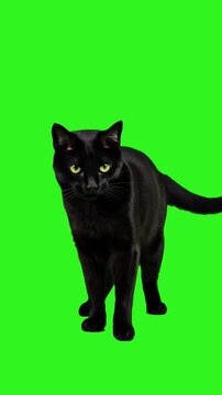 Black Cat Meowing Walking Green Screen Background