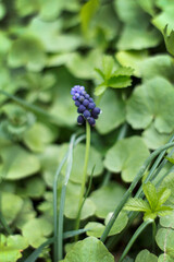 Obraz premium Single Grape Hyacinth Flower with Soft Focus Green Foliage Background