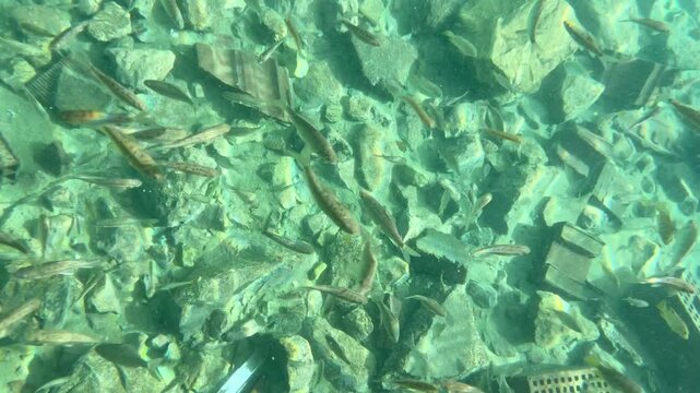 The mesmerizing view from above of a small school of fish swimming freely over natural rocks in the clear, turquoise waters of shallow depths. Underwater life and natural scenery.