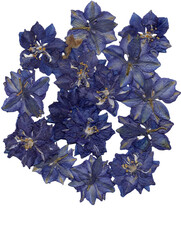 pile of pressed blue flowers