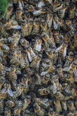 close up of bees in beehive